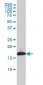 UBE2L3 Antibody (monoclonal) (M01)